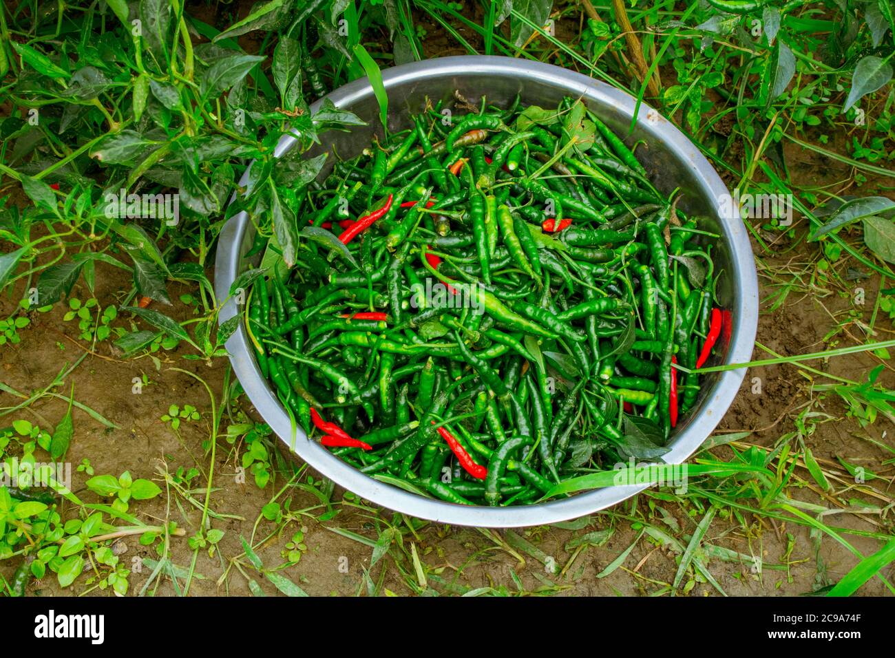 Jalapeno Chilli Seed High Resolution Stock Photography And Images Alamy Jalapeno Chilli Seed High Resolution Stock Photography And Images Alamy