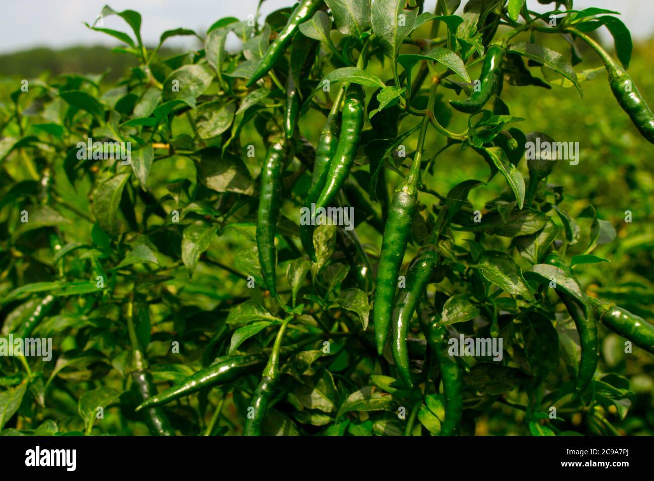 Green pepper of improved variety of Bangladesh. The green chili pepper