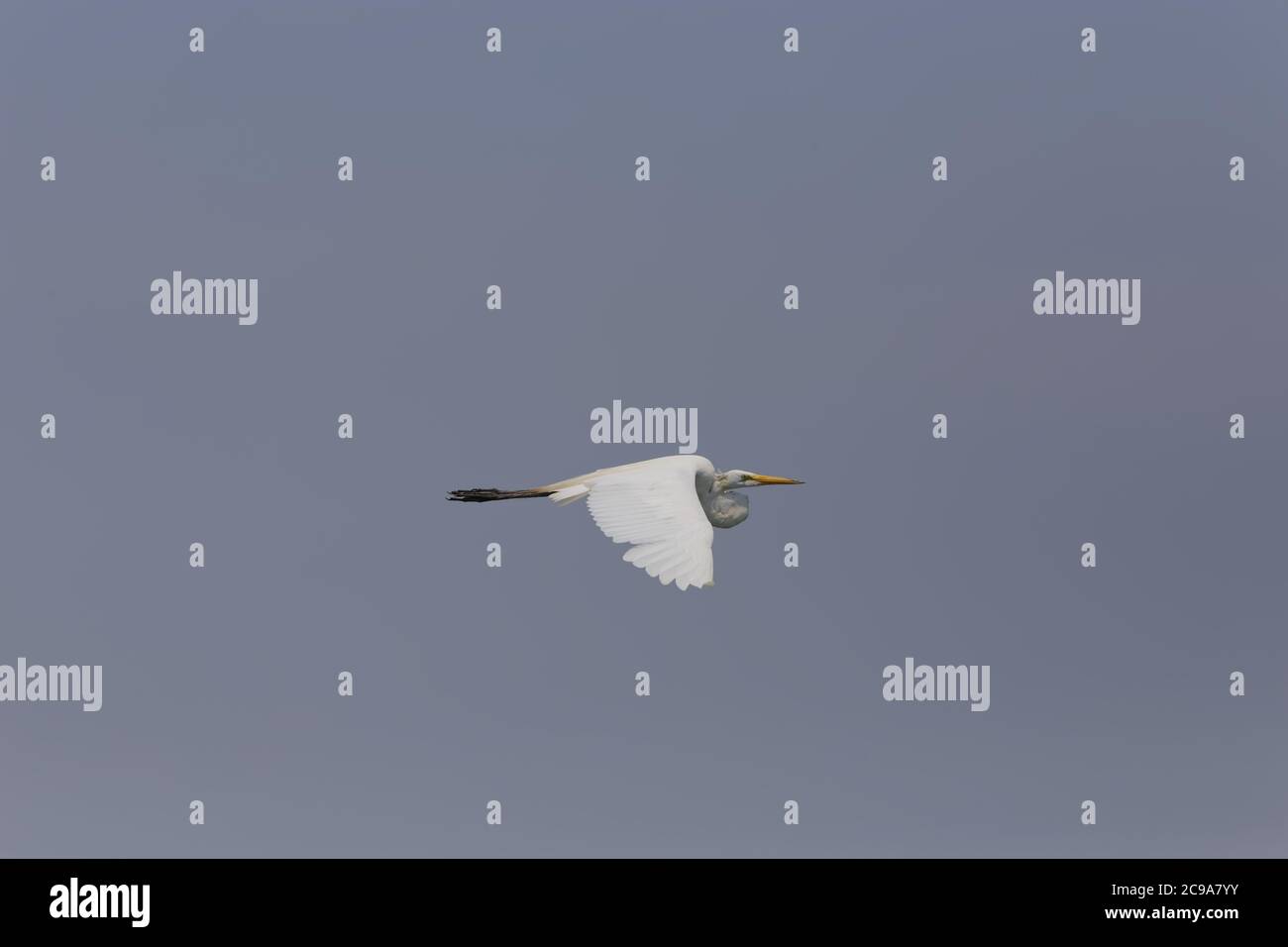 Single white American pelican flying with a clear blue sky background ...