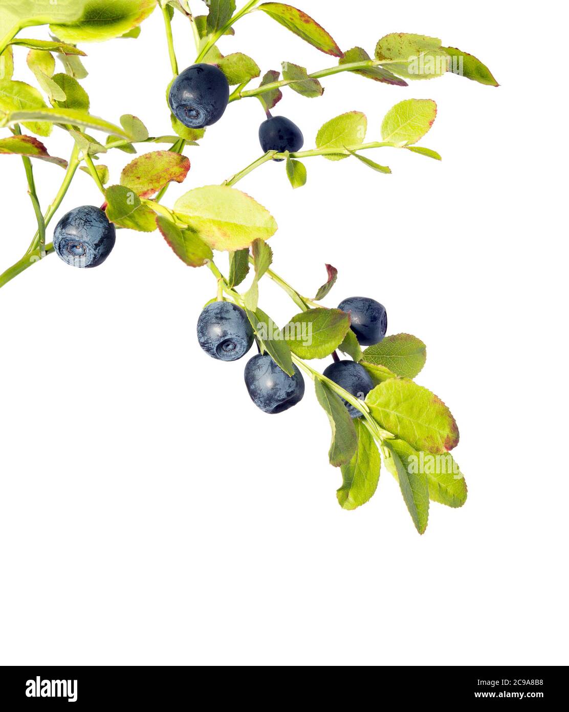 Blueberry isolated. Wild blueberries branch isolated on white background. Stock Photo