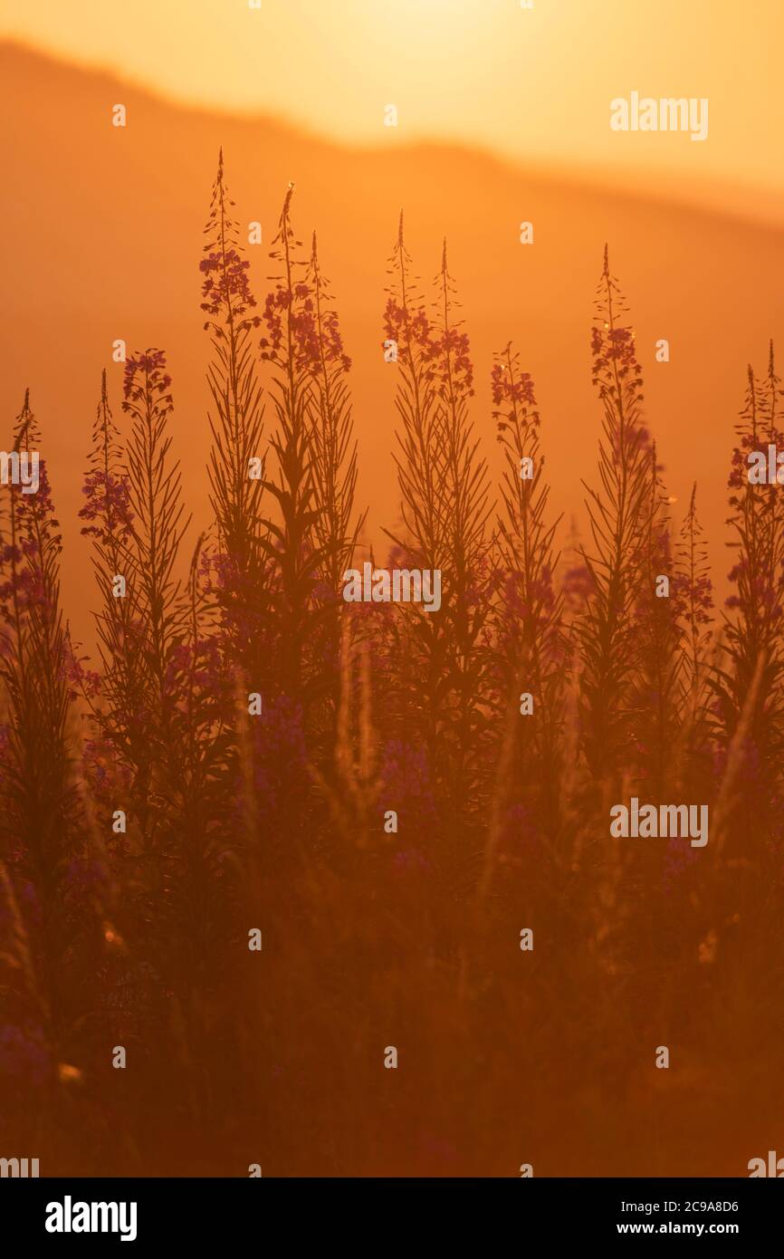 The Wild Flower Rosebay Willowherb (Chamerion Angustifolium) Silhouetted by the Setting Sun on a Summer Evening Stock Photo