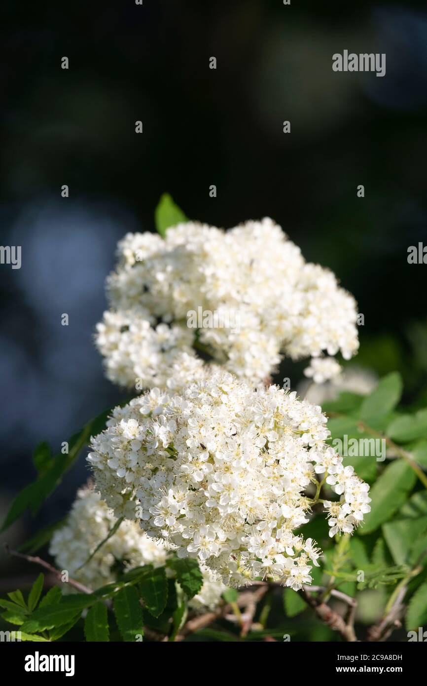 Umbels of Flowers on Mountain Ash (Sorbus Aucuparia) in Summer Sunshine Stock Photo