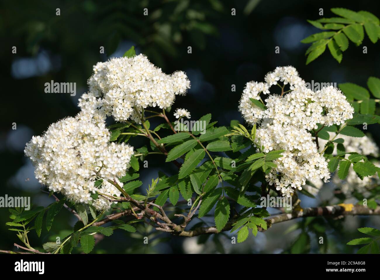 Umbels of Flowers and Foliage on a Rowan (Sorbus Aucuparia) in Summer Sunshine Stock Photo