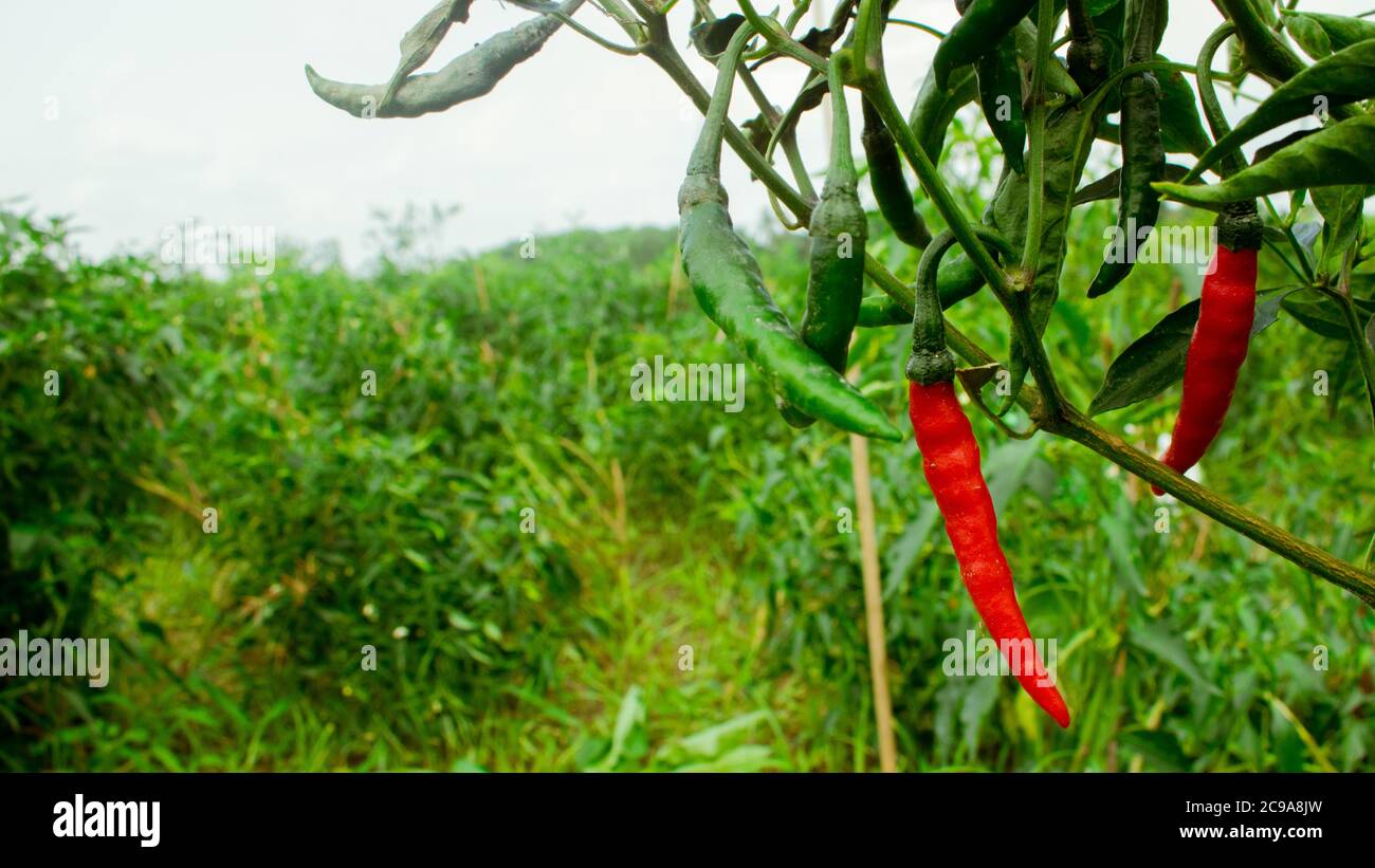 The chili pepper (also Red chile, chile pepper, green pepper, chilli