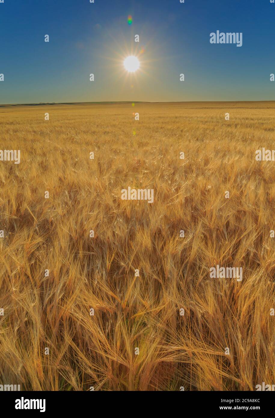 sun flare over a wheat field near ulm, montana Stock Photo