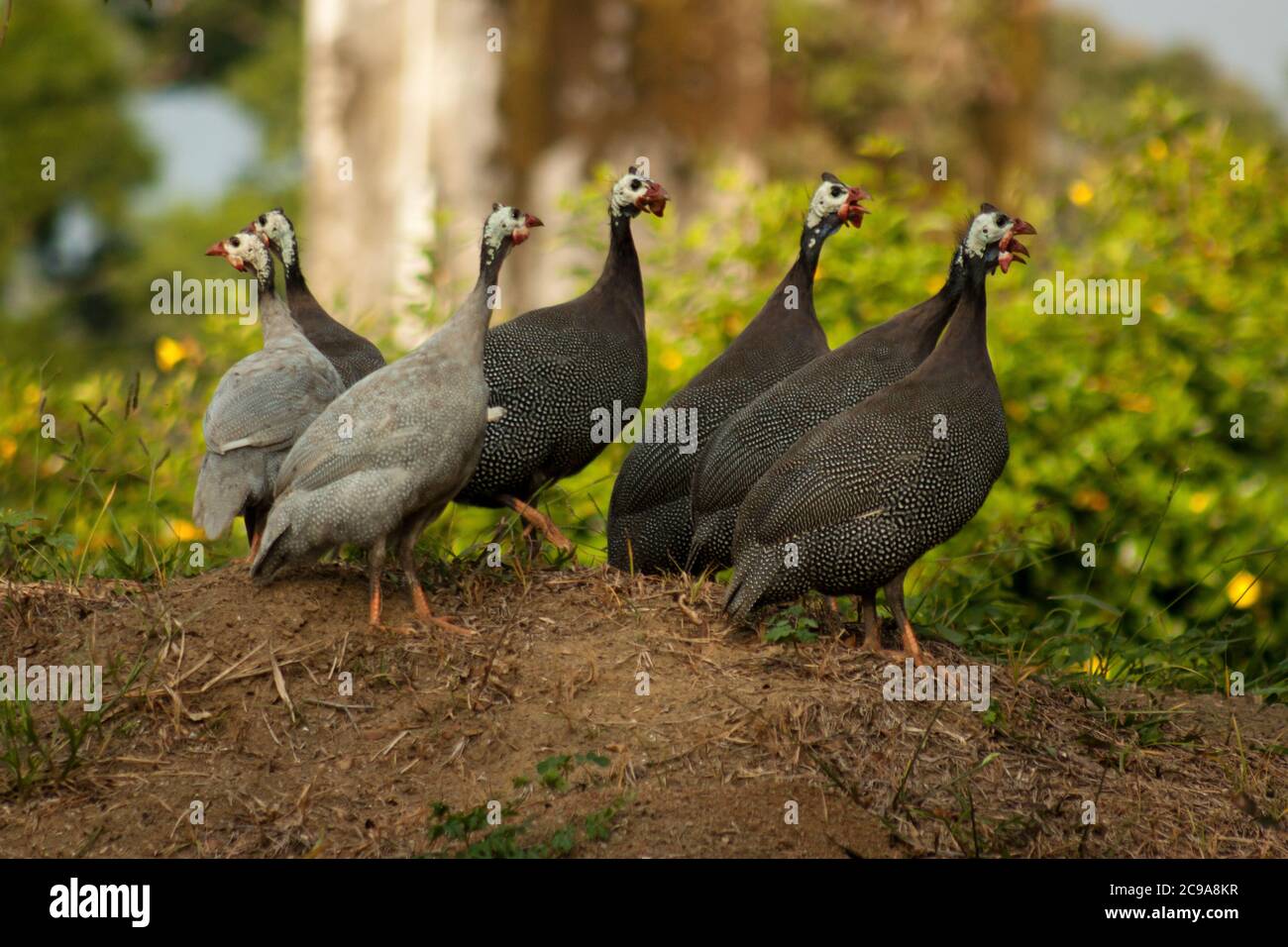 Seven domesticated helmeted guinea fowls (numida meleagris) in the top of a hill in a Brazilian farm, with green background Stock Photo