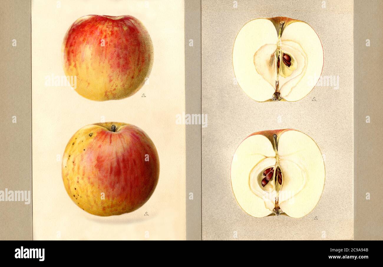 Wilson Red June Apples, Malus domestica, Geneva, Ontario County, New York, USA, Watercolor Illustration by James Marion Shull, U.S. Department of Agriculture Pomological Watercolor Collection, 1933 Stock Photo