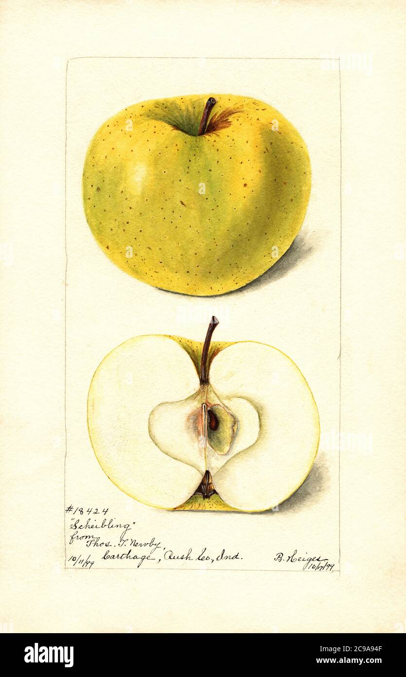 Scheibling Apple, a German Apple, Malus domestica, Carthage, Rush County, Indiana, USA, Watercolor Illustration by Bertha Heiges, U.S. Department of Agriculture Pomological Watercolor Collection, 1899 Stock Photo