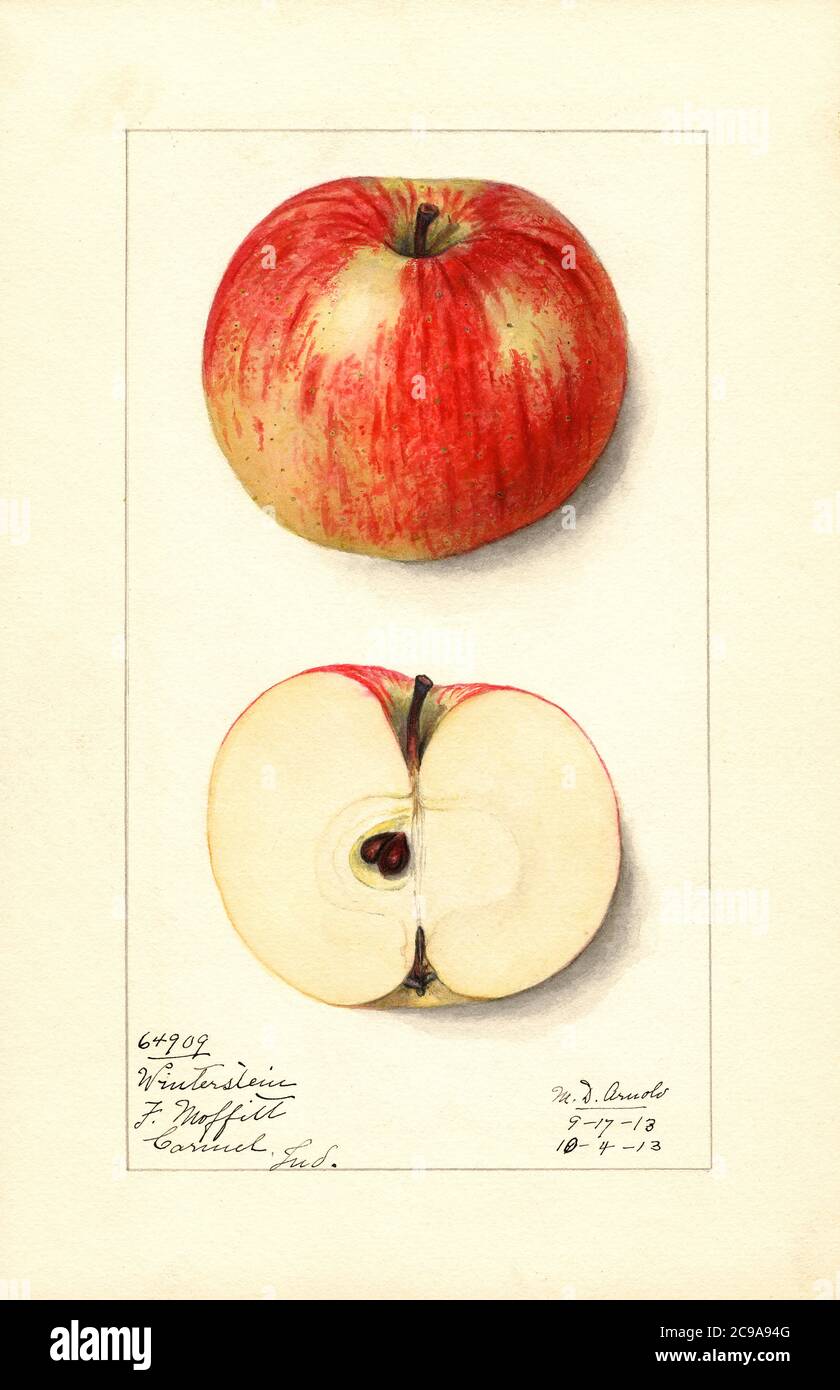 Winterstein Apple, Malus domestica, Carmel, Hamilton County, Indiana, USA, Watercolor Illustration by Mary Daisy Arnold, U.S. Department of Agriculture Pomological Watercolor Collection, 1913 Stock Photo