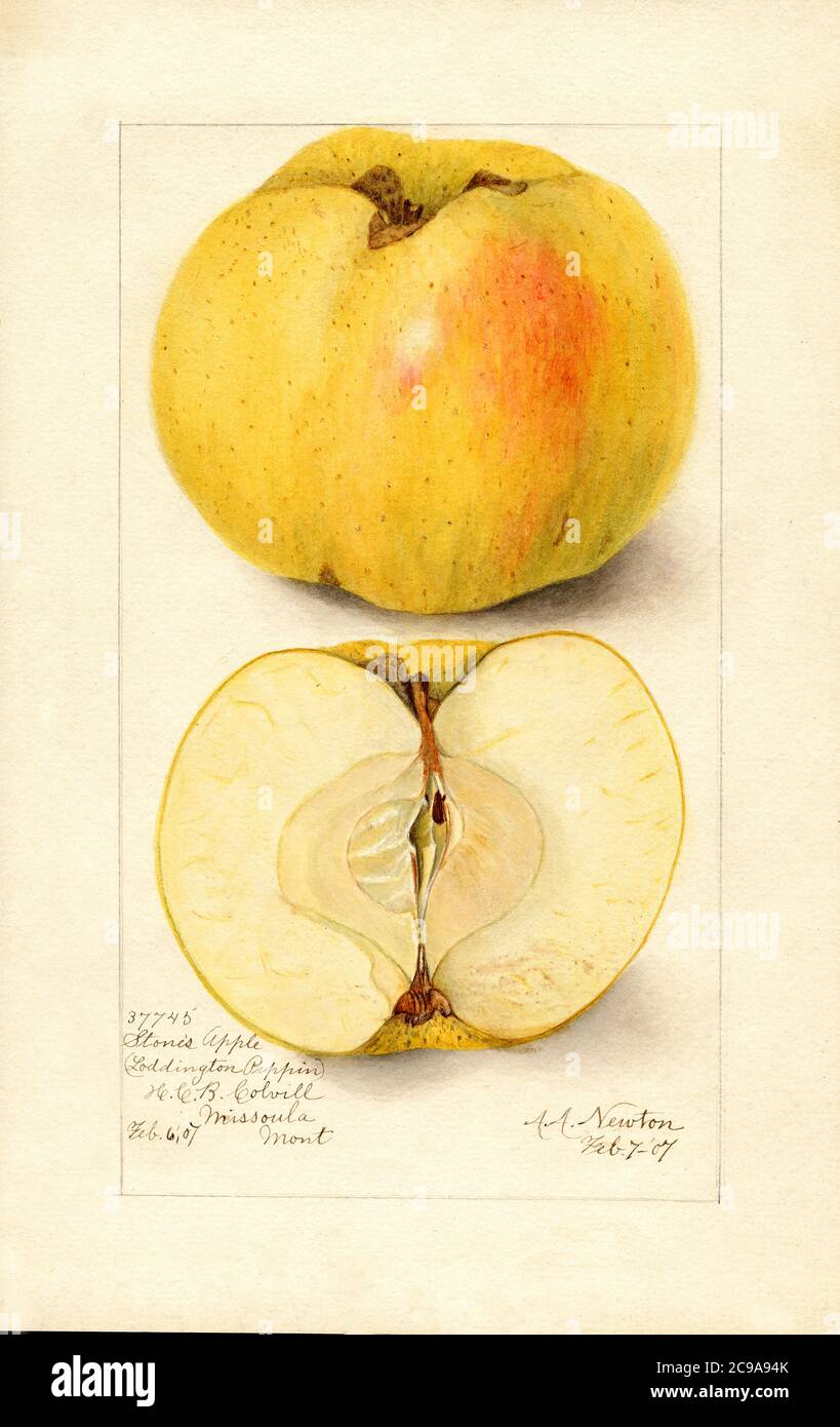 Stone's Apple, Malus domestica, Missoula, Missoula County, Montana, USA, Watercolor Illustration by Amada Almira Newton, U.S. Department of Agriculture Pomological Watercolor Collection, 1907 Stock Photo