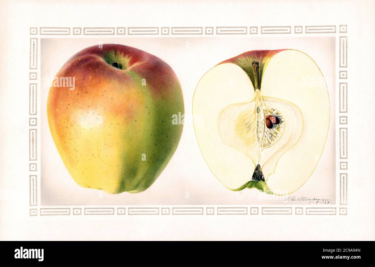 Indo Apples, Malus domestica, Kuroishi, Aomoriken Prefecture, Japan, Watercolor Illustration by Royal Charles Steadman, U.S. Department of Agriculture Pomological Watercolor Collection, 1929 Stock Photo