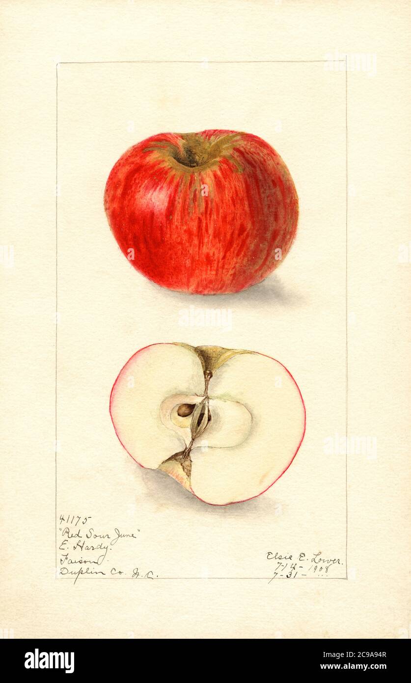Red Sour June Apple, Malus domestica, Faison, Duplin County, North Carolina, USA, Watercolor Illustration by Elsie E. Lower, U.S. Department of Agriculture Pomological Watercolor Collection, 1908 Stock Photo