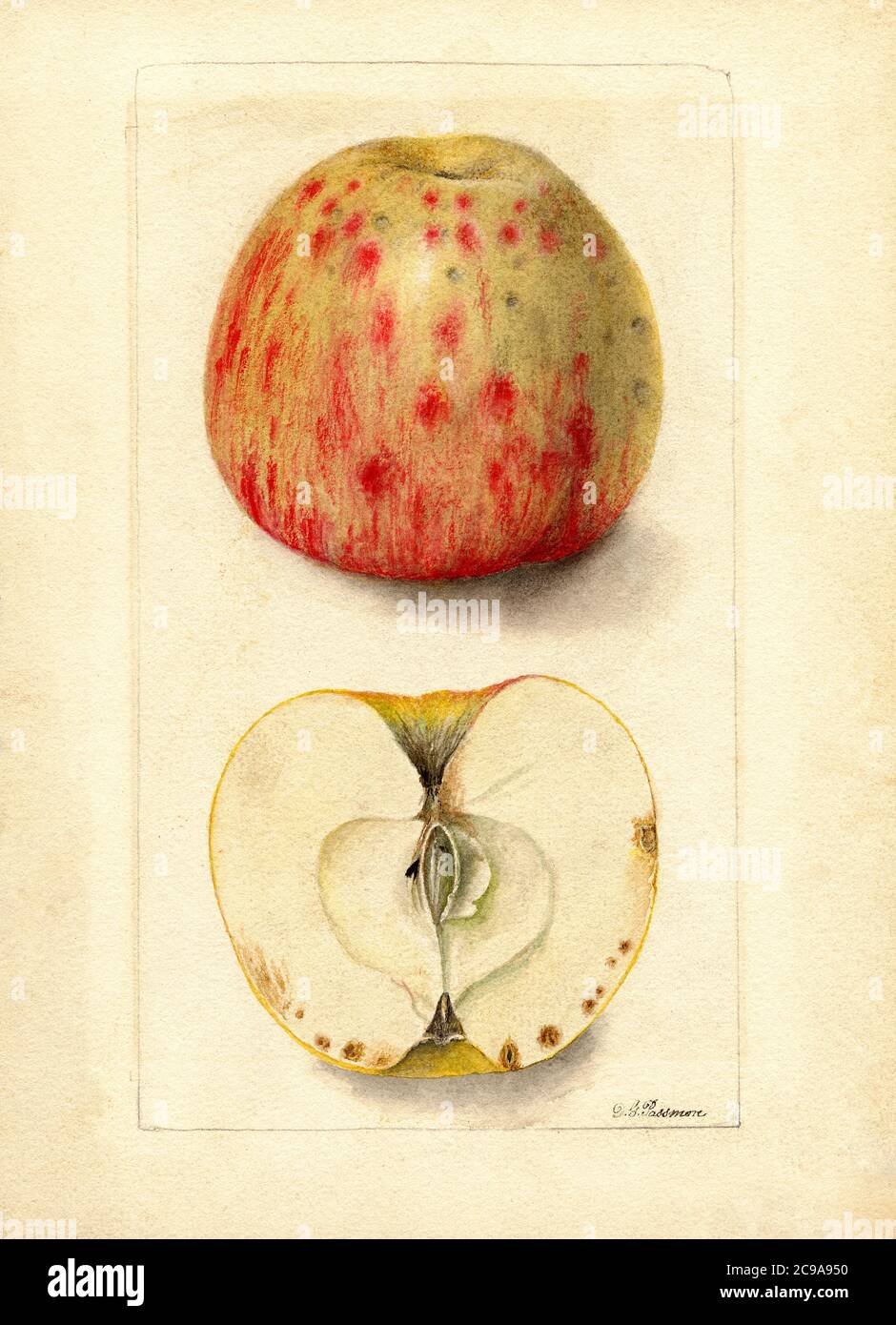 Bitter Pit Apples, Malus domestica, Watercolor Illustration by Deborah Griscom Passmore, U.S. Department of Agriculture Pomological Watercolor Collection, Stock Photo