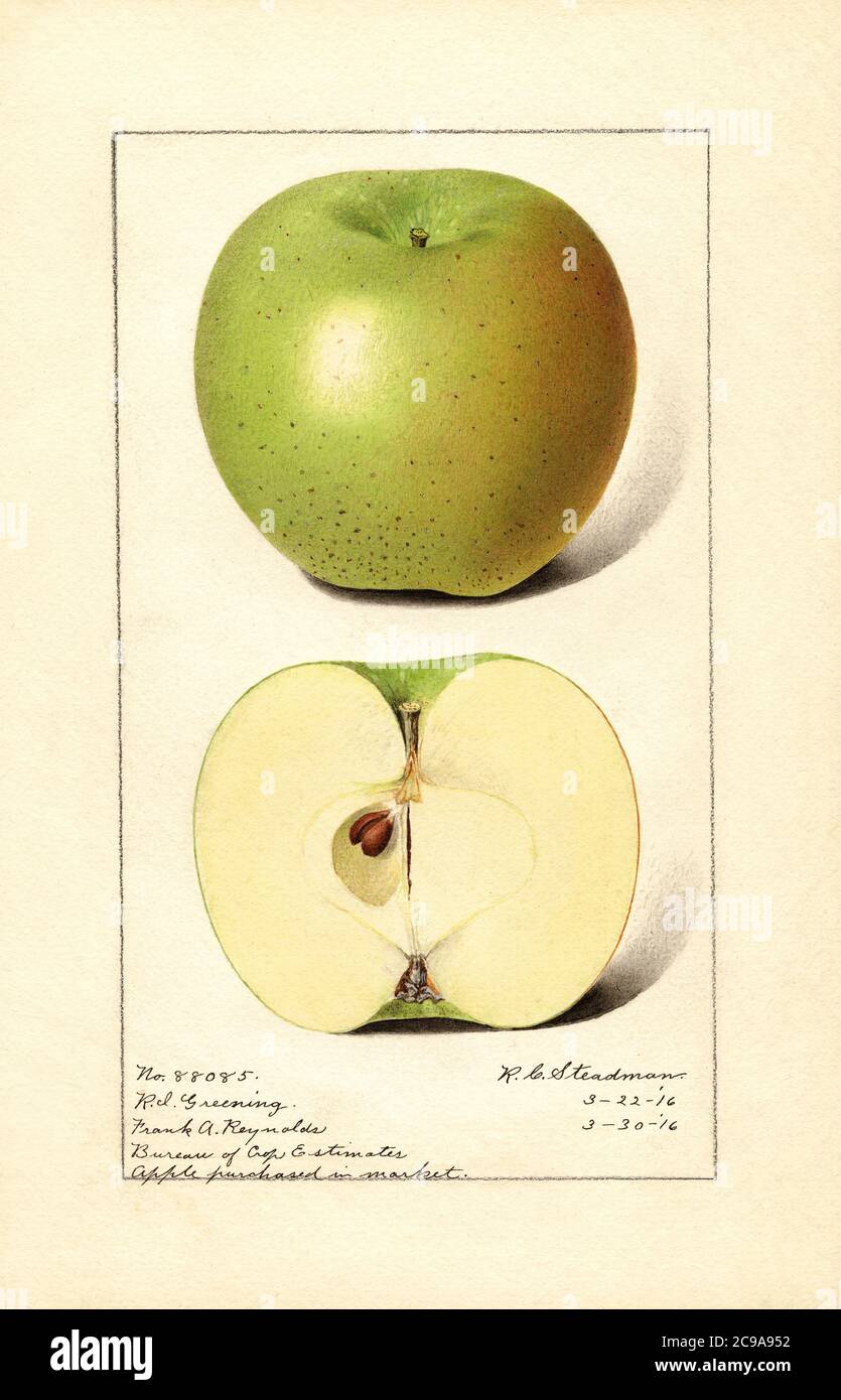 Rhode Island Greening Apple, Malus domestica, purchased in Market, Watercolor Illustration by Royal Charles Steadman, U.S. Department of Agriculture Pomological Watercolor Collection, 1916 Stock Photo