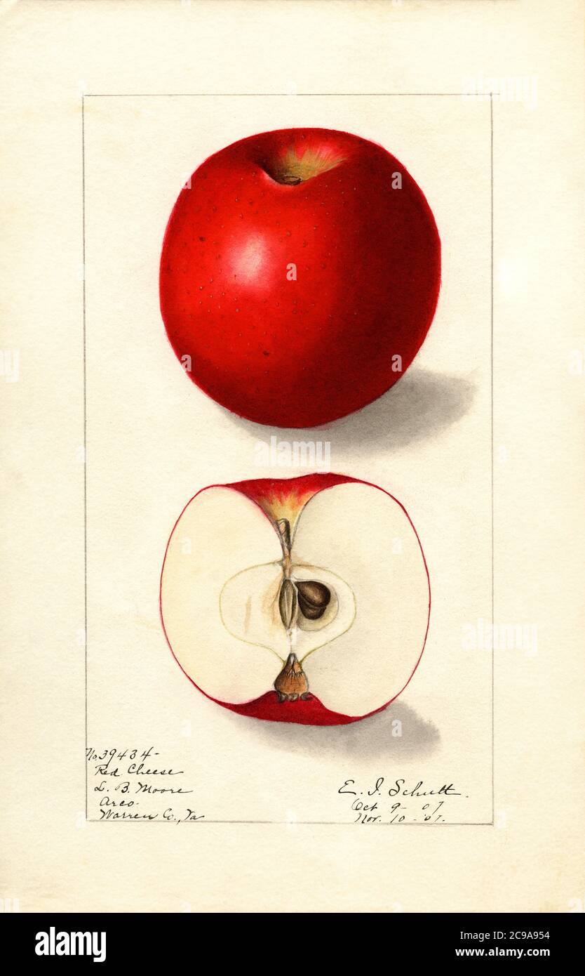 Red Cheese Apple, Malus domestica, Arco, Warren County, Virginia, USA, Watercolor Illustration by Ellen Isham Schutt, U.S. Department of Agriculture Pomological Watercolor Collection, 1907 Stock Photo