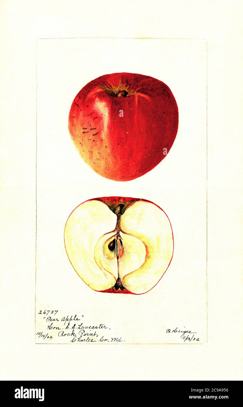 Pear Apple, Malus domestica, Rock Point, Charles County, Maryland, USA, Watercolor Illustration by Bertha Heiges, U.S. Department of Agriculture Pomological Watercolor Collection, 1902 Stock Photo