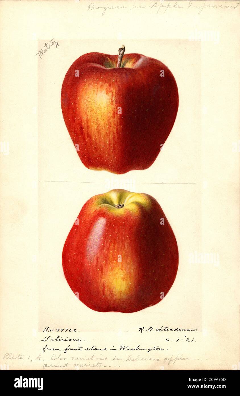 Delicious Apples, Malus domestica, Watercolor Illustration by Royal Charles Steadman, U.S. Department of Agriculture Pomological Watercolor Collection, 1921 Stock Photo