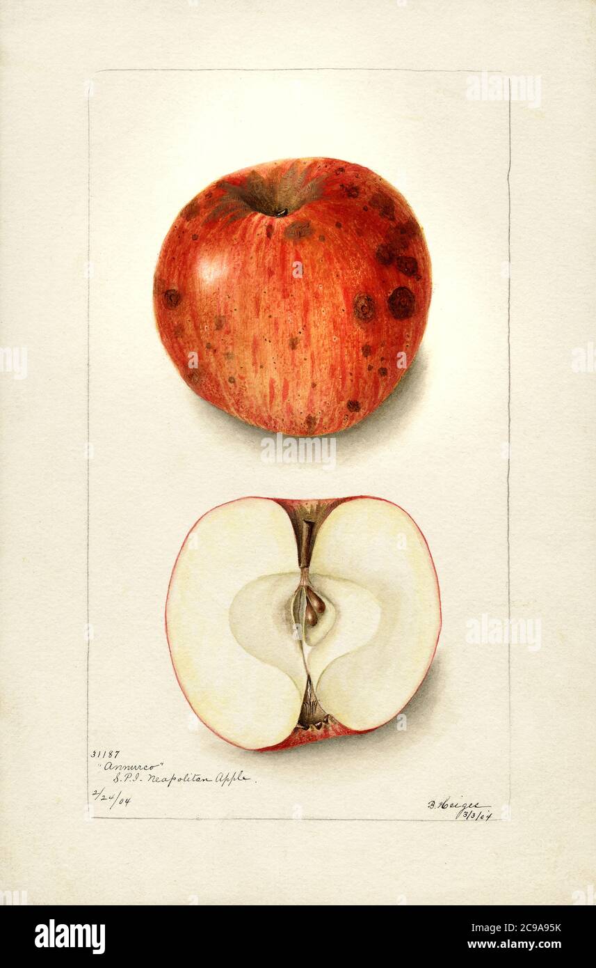 Annurca Apple, Malus domestica, Watercolor Illustration by Bertha Heiges ,U.S. Department of Agriculture Pomological Watercolor Collection, 1904 Stock Photo