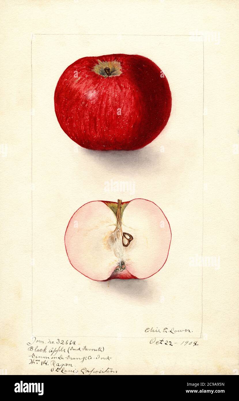 Black Apple, Malus domestica, La Grange County, Indiana, USA, Watercolor Illustration by Elsie E. Lower, U.S. Department of Agriculture Pomological Watercolor Collection, 1904 Stock Photo