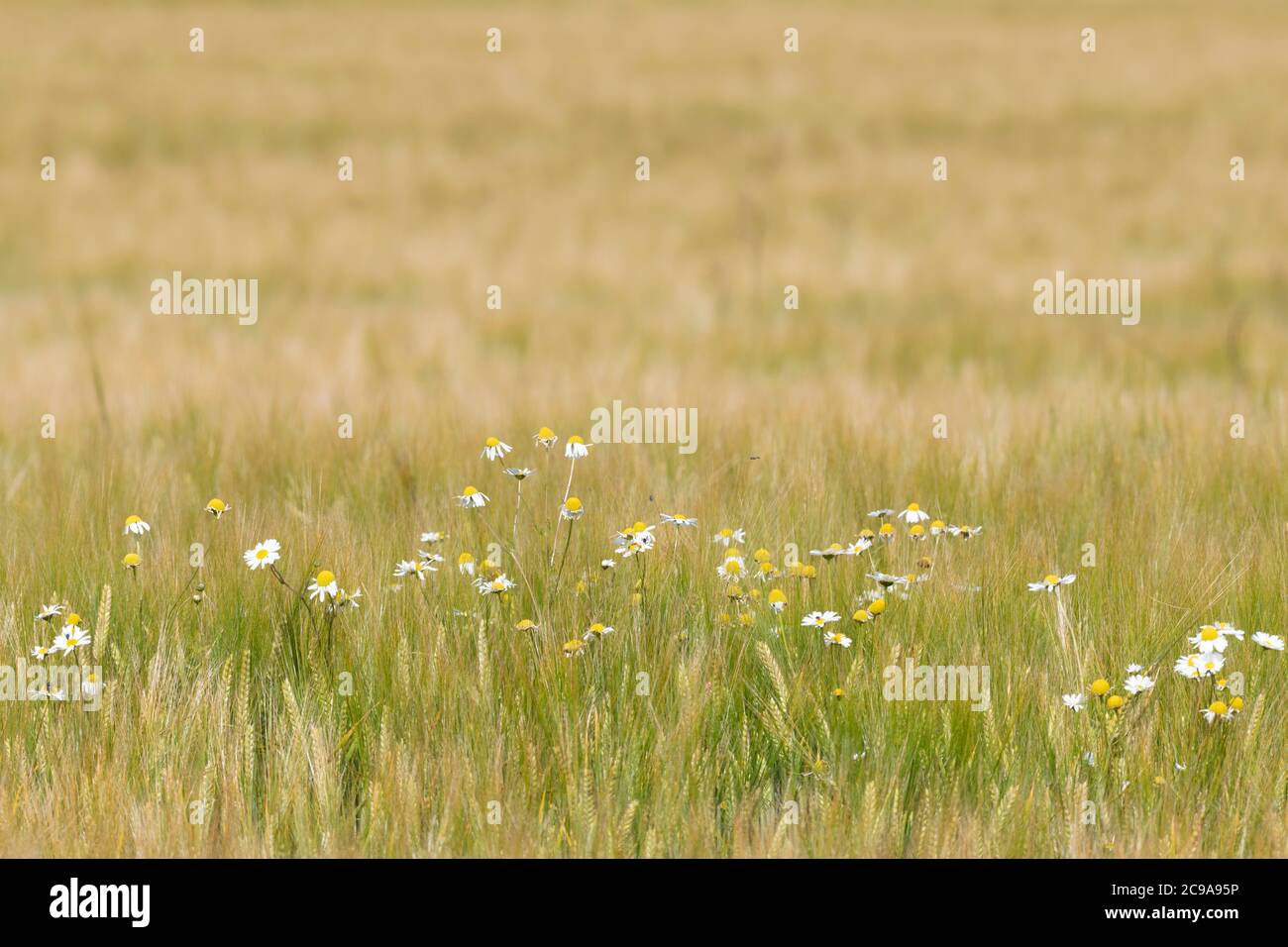 Oxeye Daisy (Leucanthemum Vulgare) Growing as a Weed in a Field of Unripe Barley (Hordeum Vulgare) Stock Photo