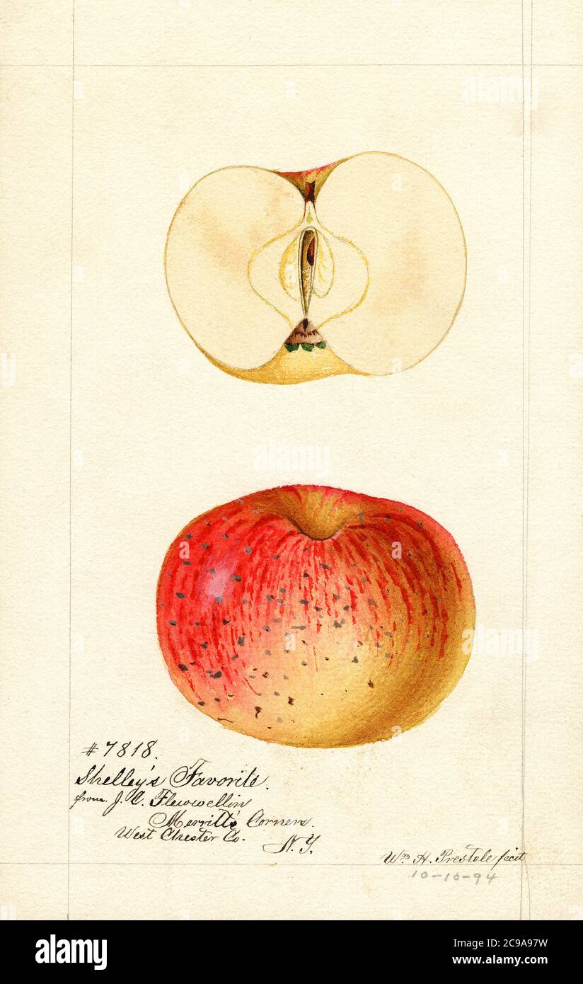 Apples, Shelley's Favorite variety,  Malus domestica, Merritts Corners, Millwood, Westchester County, New York, USA, Watercolor Illustration by William Henry Prestele, U.S. Department of Agriculture Pomological Watercolor Collection, 1894 Stock Photo