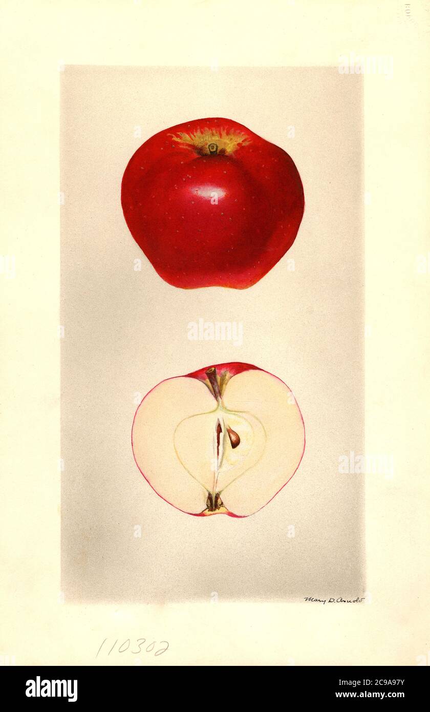 Seedling Apple no. 49 Malus domestica, Row 23, Tree 1, Rosslyn, Arlington County, Virginia, USA, Watercolor Illustration by Mary Daisy Arnold, U.S. Department of Agriculture Pomological Watercolor Collection, 1928 Stock Photo