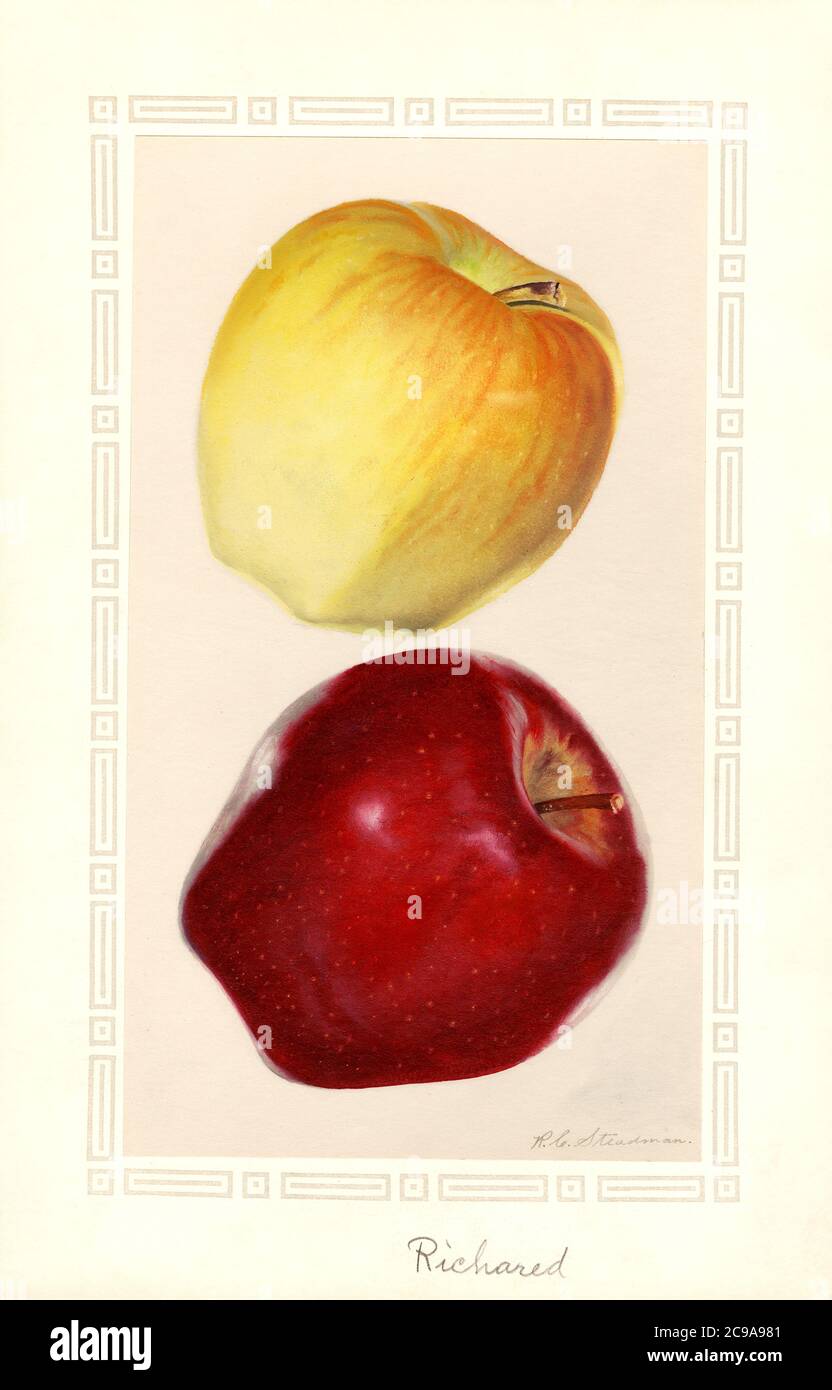 Yellow and Red Apples, Malus domestica, Watercolor Illustration by Royal Charles Steadman, U.S. Department of Agriculture Pomological Watercolor Collection Stock Photo