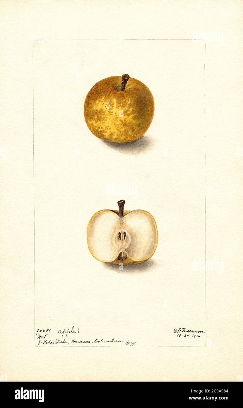 Apple, Malus domestica, Hudson, Columbia County, New York, USA, Watercolor Illustration by Deborah Griscom Passmore, U.S. Department of Agriculture Pomological Watercolor Collection, 1900 Stock Photo