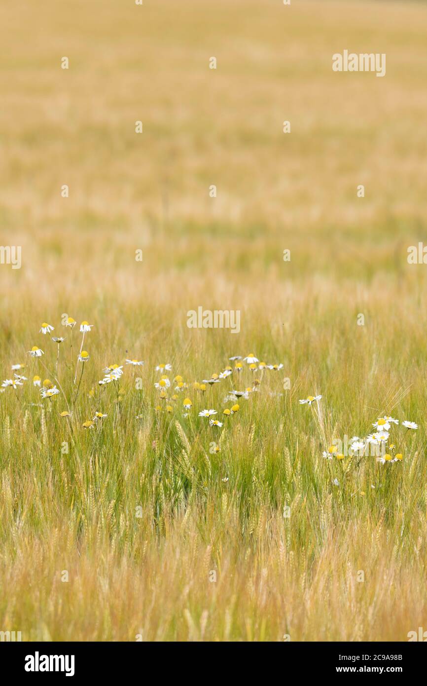 Weeds (Oxeye Daisy - Leucanthemum Vulgare) Growing in a Ripening Barley Crop (Hordeum Vulgare) Stock Photo