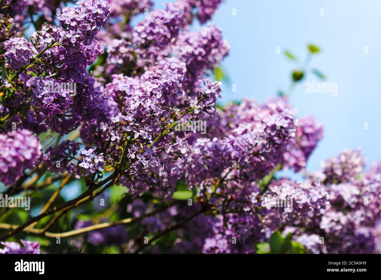 Flowers Of Common Lilac Syringa Vulgaris Blooming In Springtime With Copy Space Stock Photo Alamy