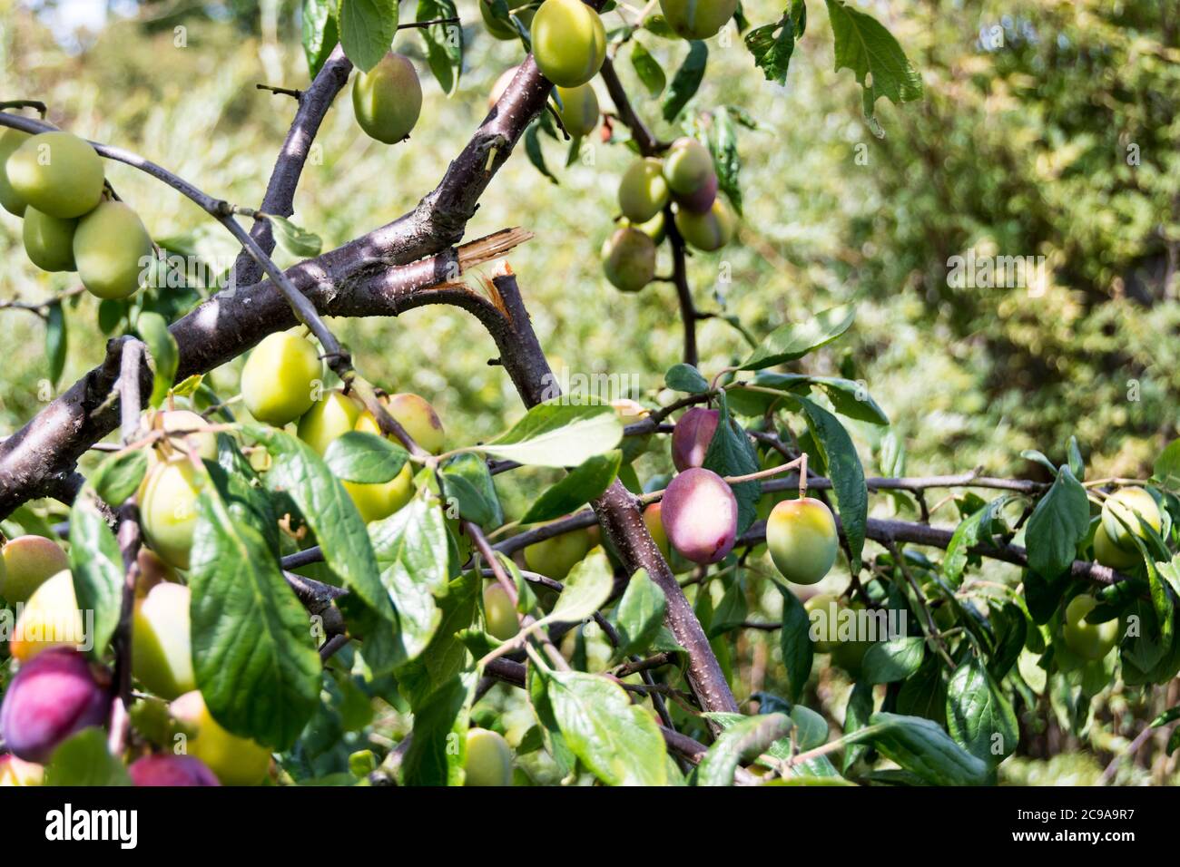 Growing under tree hires stock photography and images Alamy