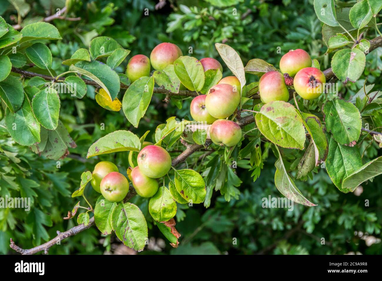 Crab apples growing wild in a Norfolk hedgerow. Stock Photo