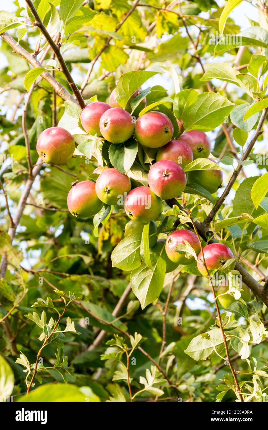 Crab apples growing wild in a Norfolk hedgerow. Stock Photo