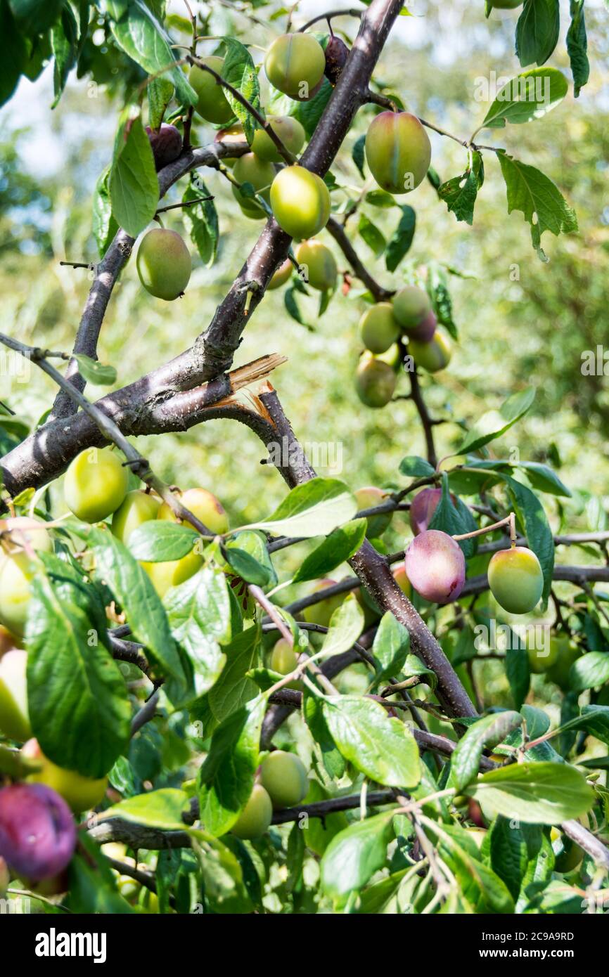 Branch of a plum tree snapped under the weight of growing fruit in a garden. Stock Photo