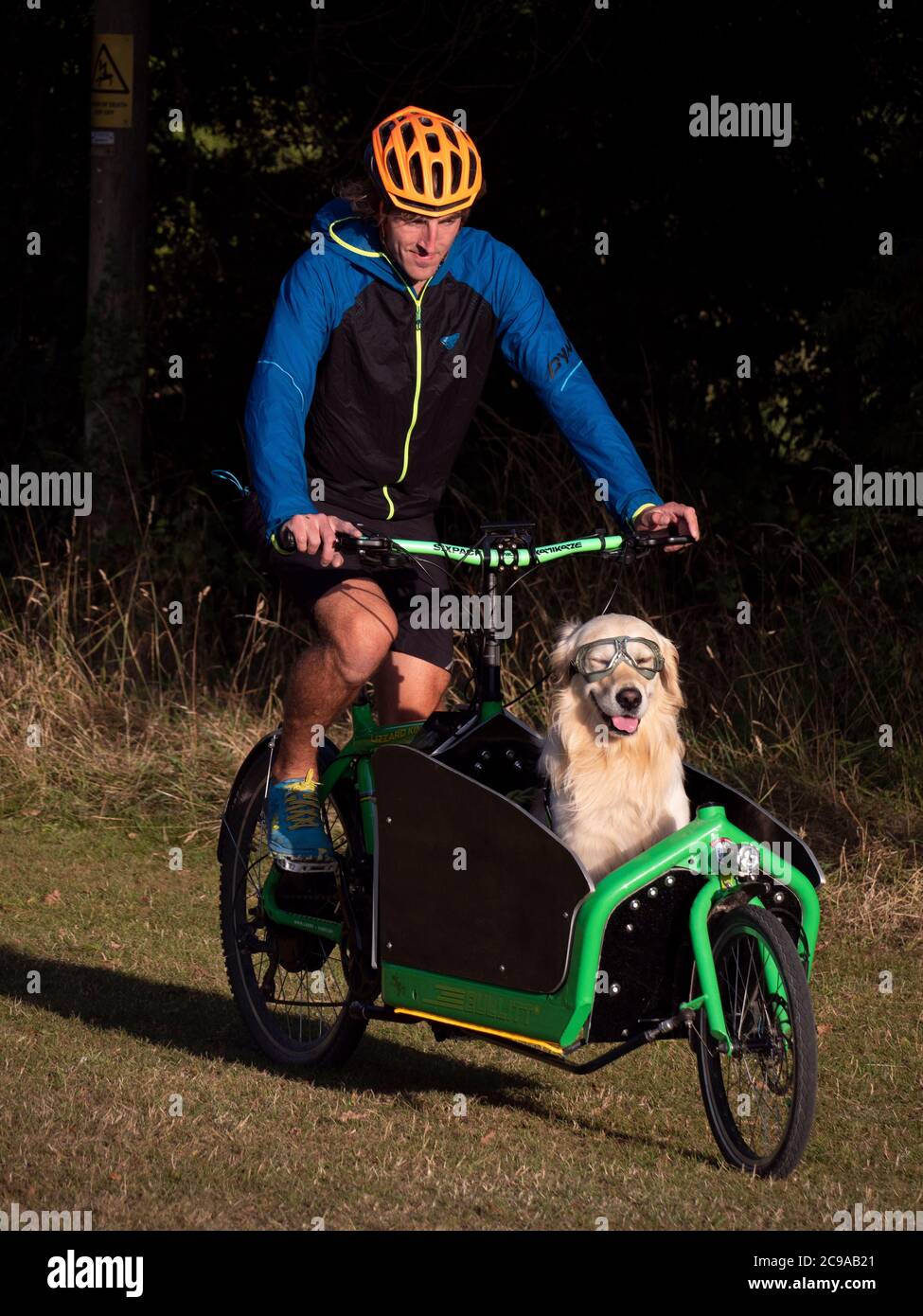 Cargo bike rider and his pet Golden Retriever out for a ride Stock