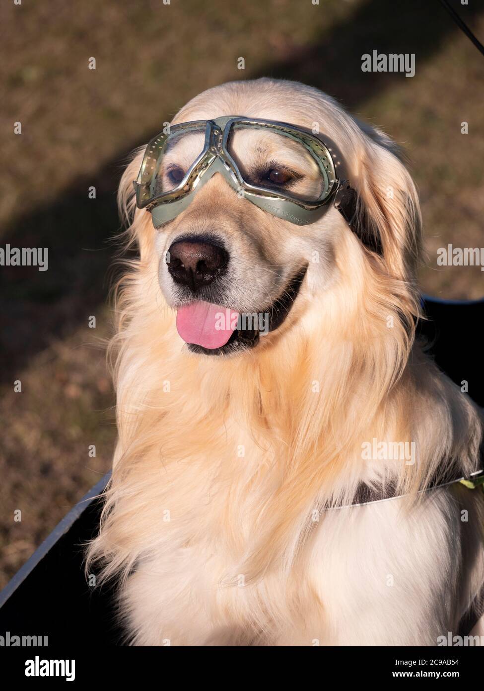 Young Golden Retriever sitting in the front of a delivery bike wearing motorcycle goggles. Stock Photo