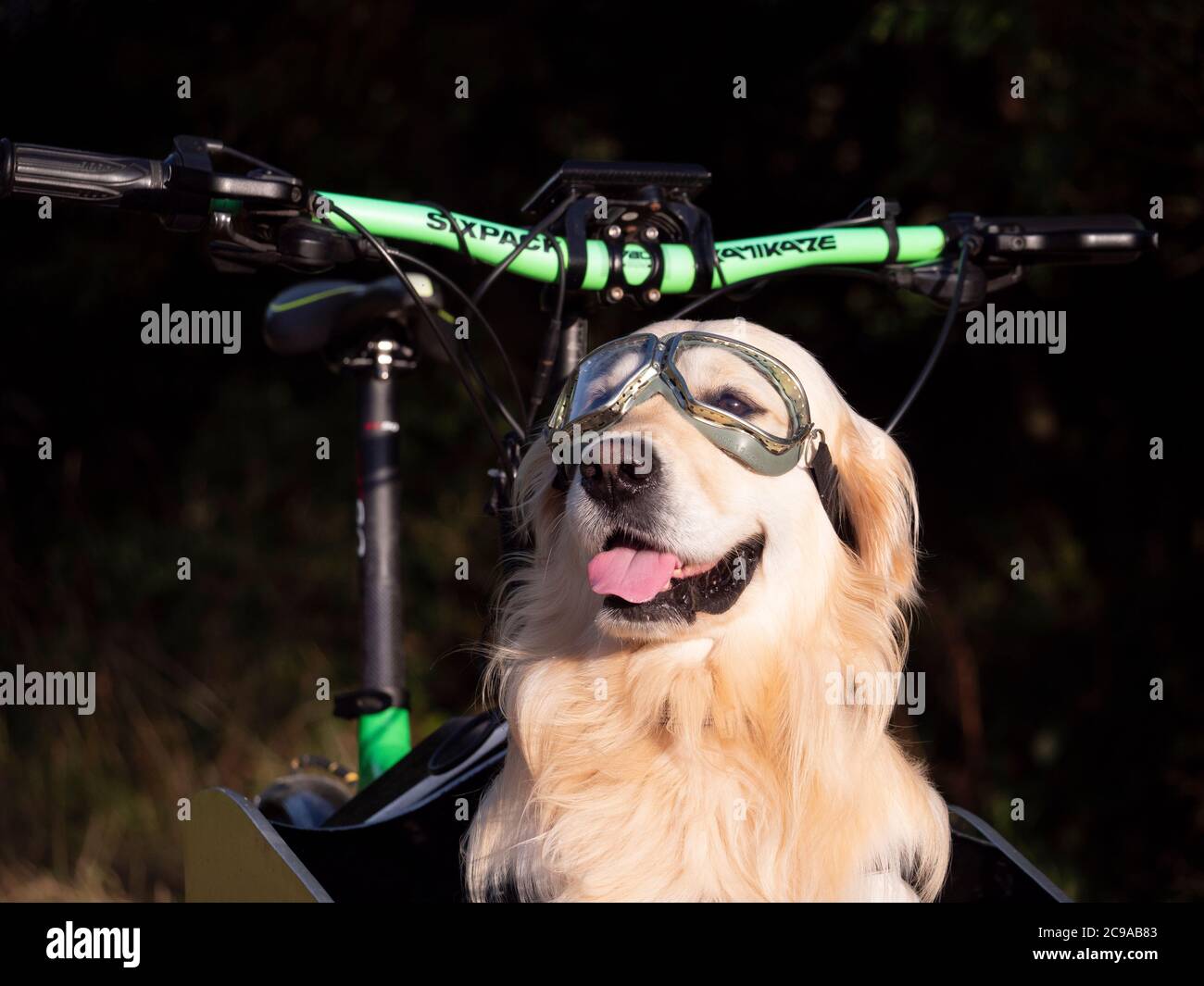 Young Golden Retriever sitting in the front of a delivery bike wearing motorcycle goggles. Stock Photo