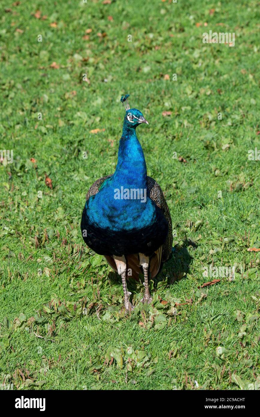 Male peacock hires stock photography and images Alamy