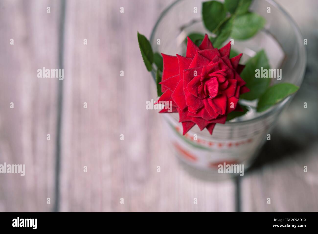 Rose flower pot hi-res stock photography and images - Alamy
