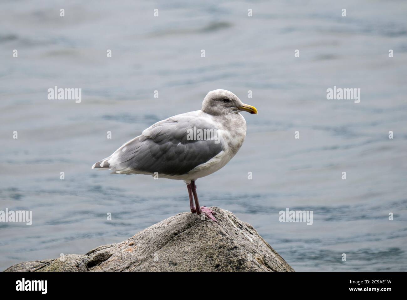Vancouver; British Columbia; Canada.  Glaucous-winged Gull; Larus glaucescens standing on a rock. Stock Photo