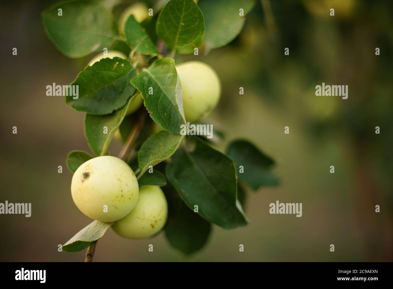 Ripe green apples on a tree branch in the garden Stock Photo - Alamy