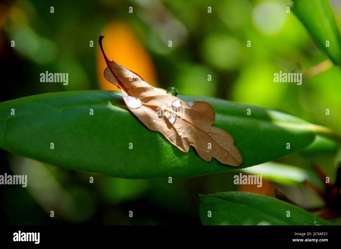 Rain drops on leaves Stock Photo