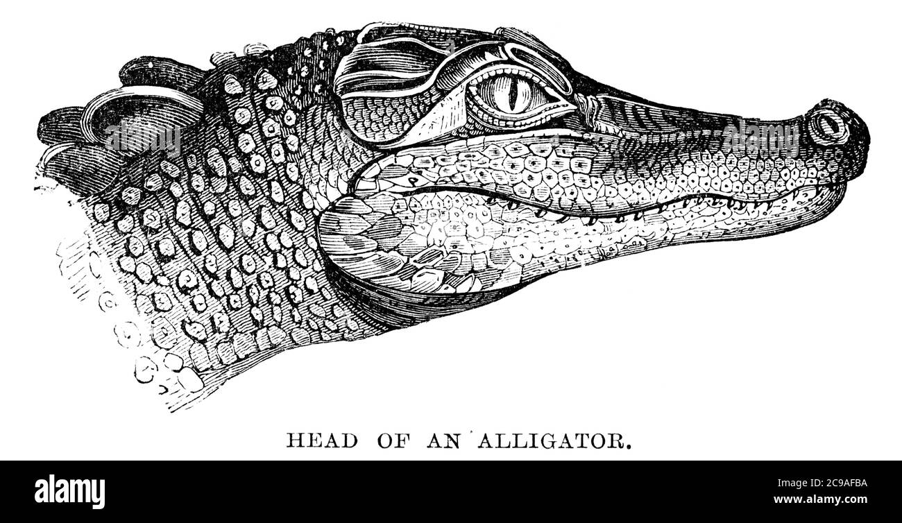 An engraved animal image of the head of an alligator from a vintage Victorian book dated 1886 that is no longer in copyright stock image Stock Photo