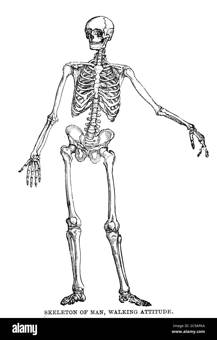 An engraved image of a male human skeleton bones with a man walking attitude from a vintage Victorian book dated 1886 that is no longer in copyright s Stock Photo