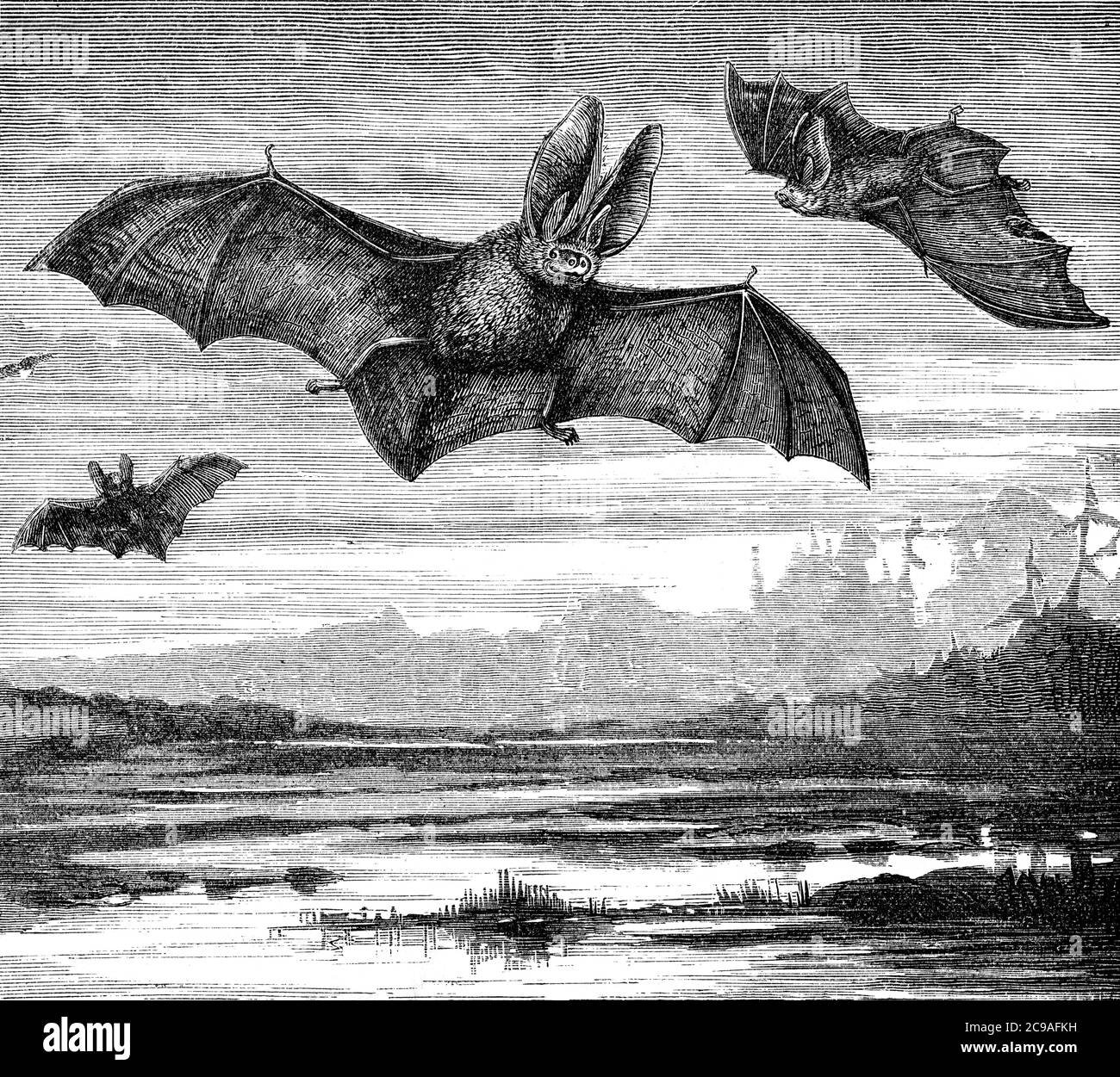 An engraved image of Long Eared Bats (plecotus auritus) flying at night from a vintage Victorian book dated 1886 that is no longer in copyright stock Stock Photo