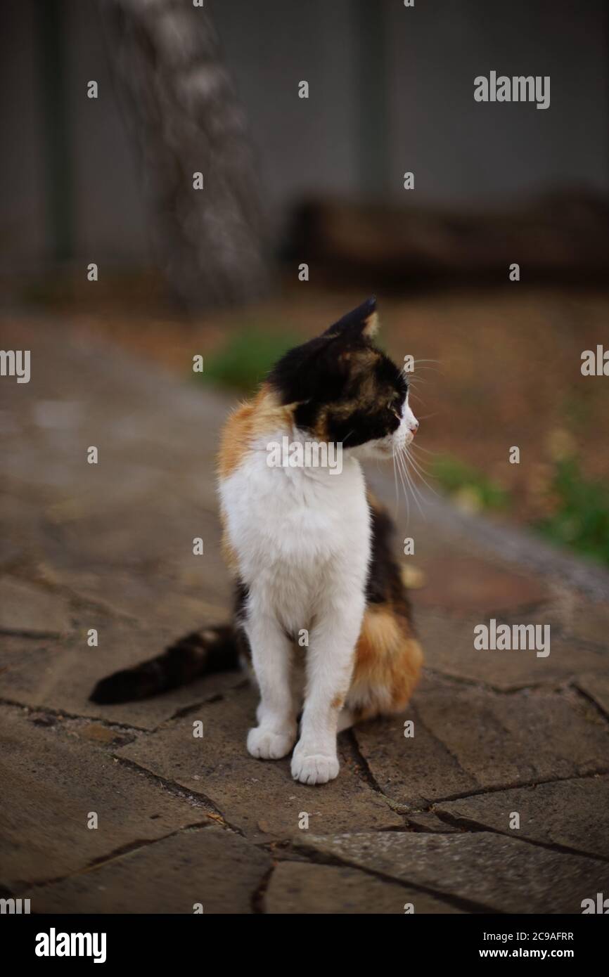 Tricolor kitty sitting in the garden on the old stone floor Stock Photo ...
