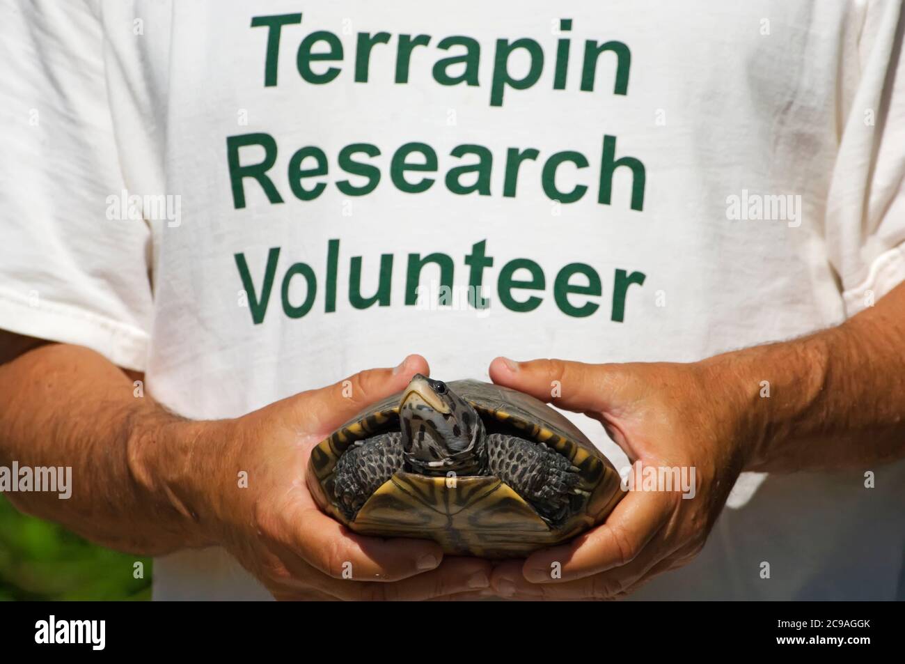 Diamondback terrapin research volunteer Stock Photo