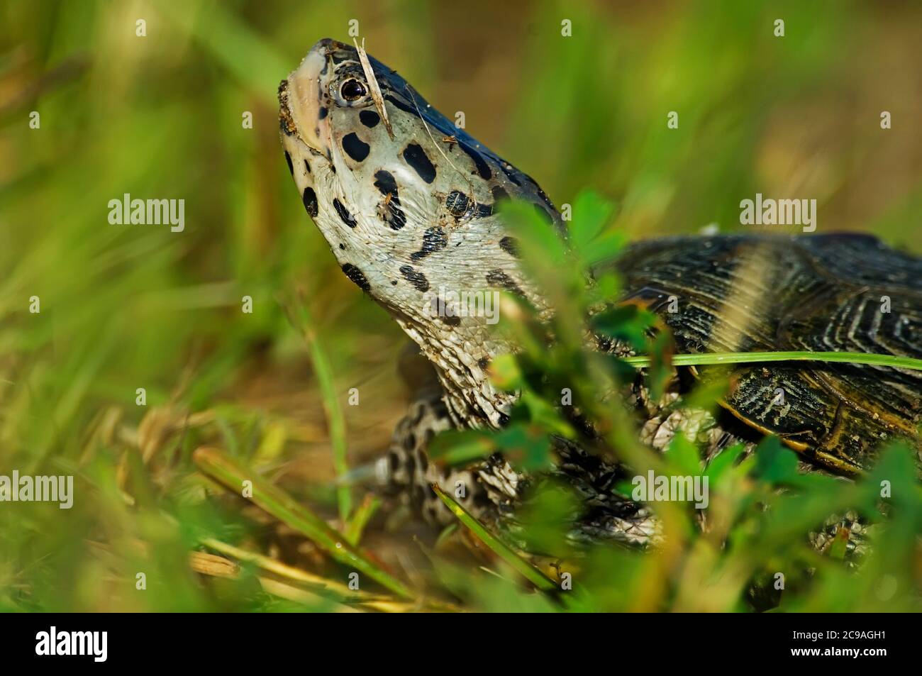 Diamondback terrapin close-up Stock Photo - Alamy