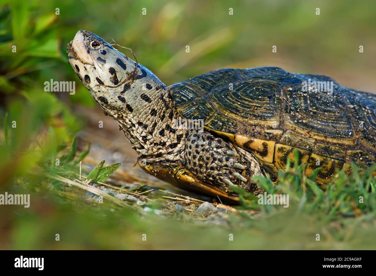 Diamondback terrapin close-up Stock Photo - Alamy