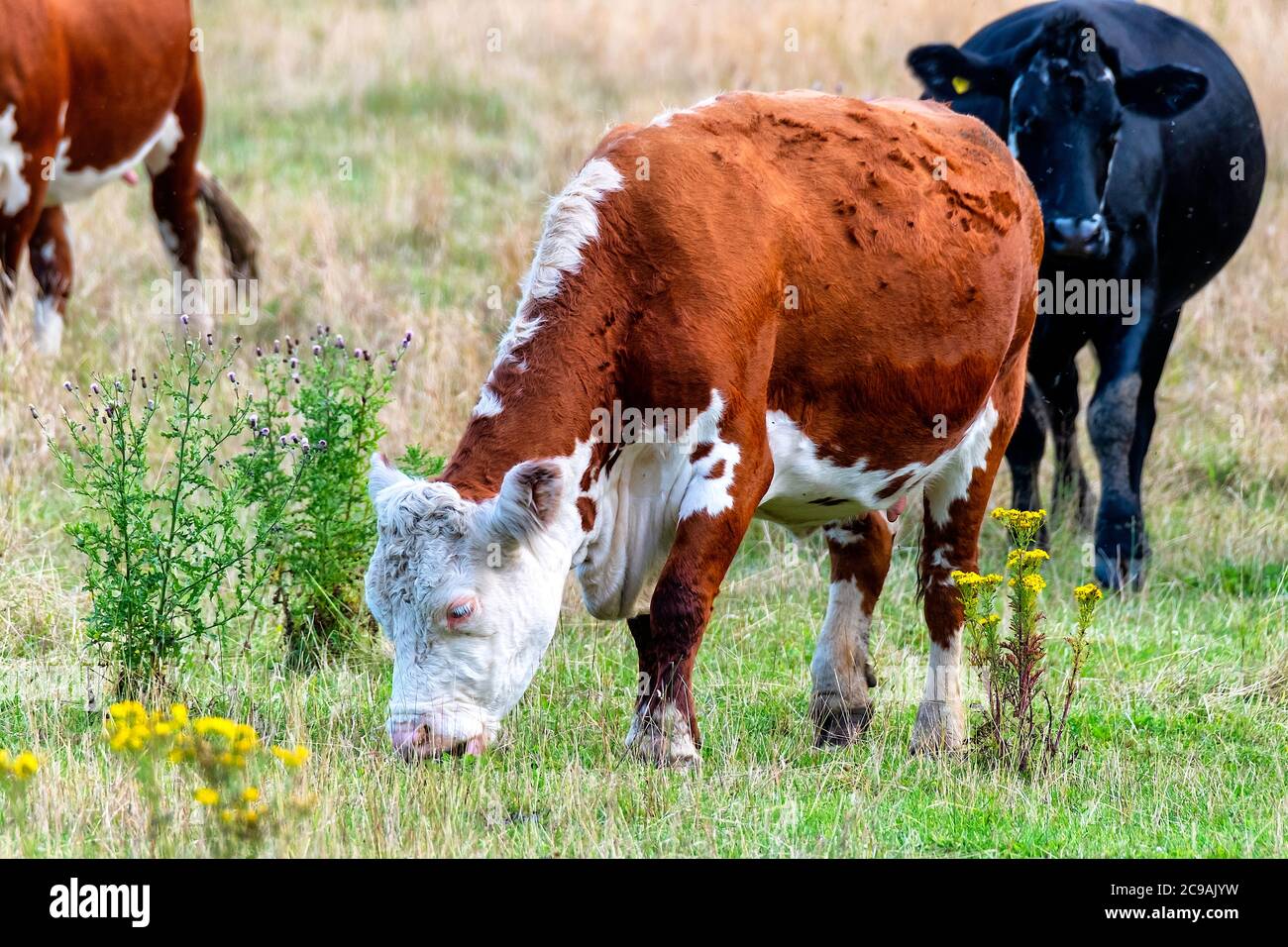 Hereford Cattle grazing in a Norfolk field UK Stock Photo - Alamy